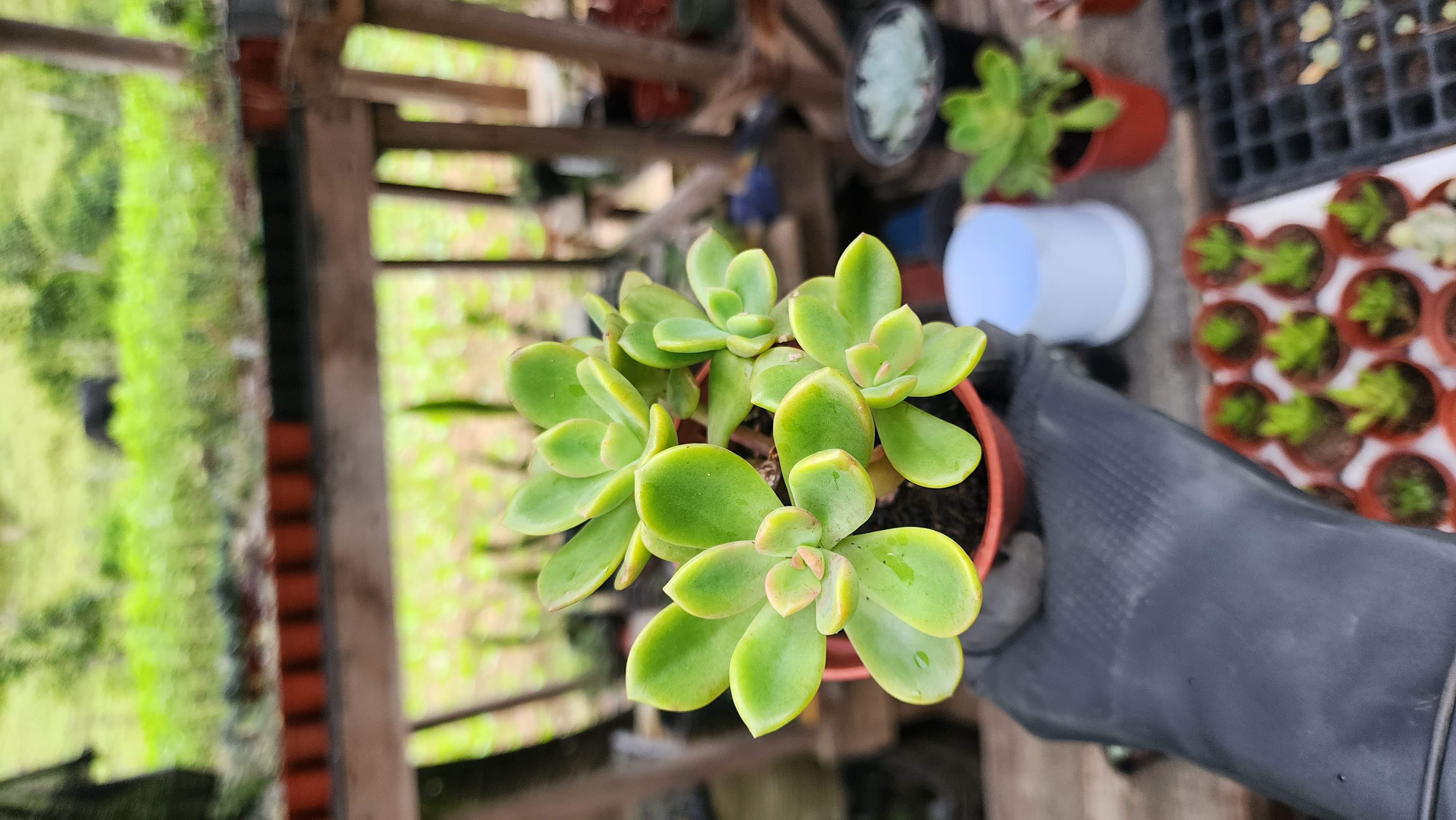 Graptoveria Fénix