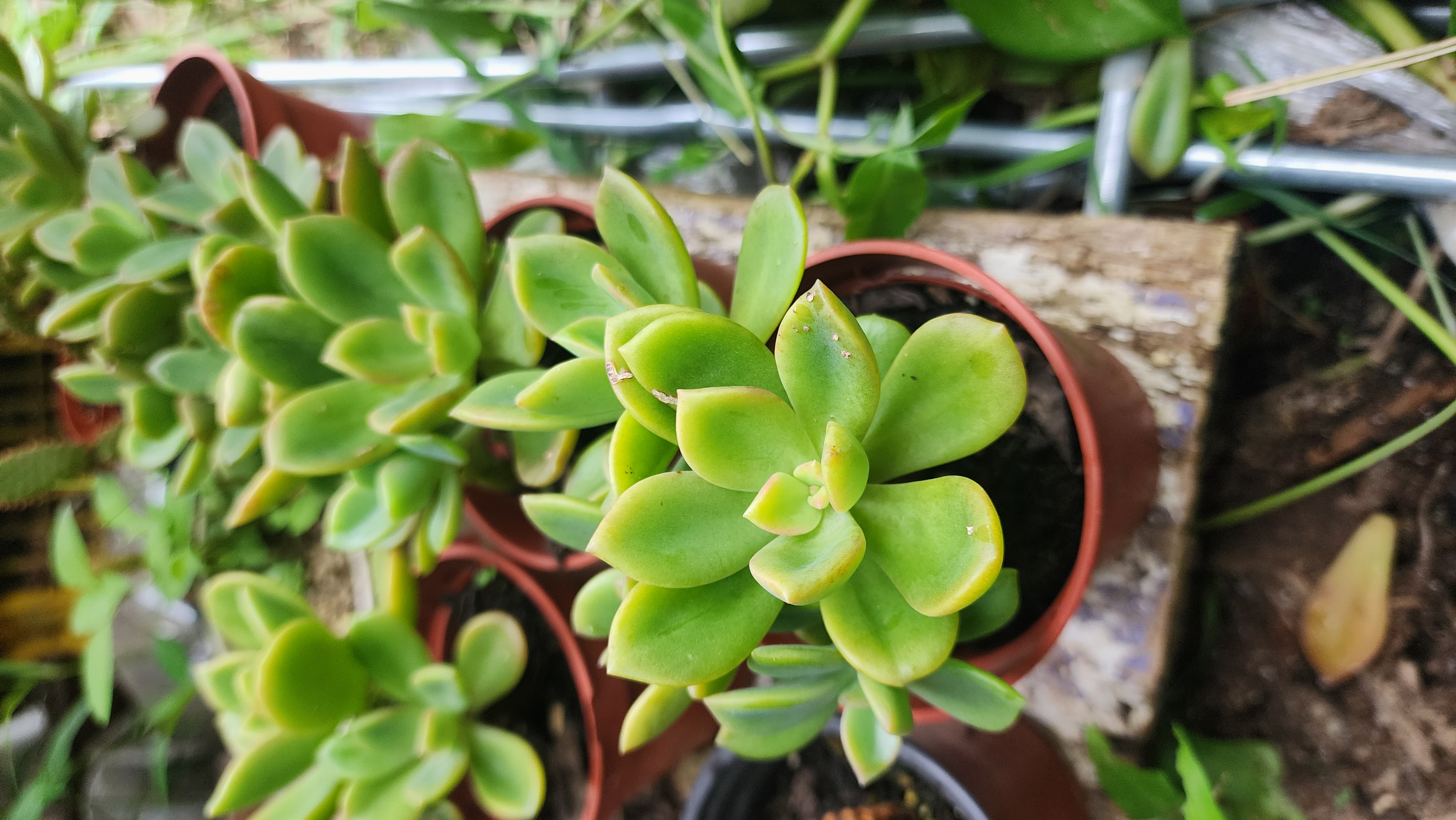 Graptoveria Fénix