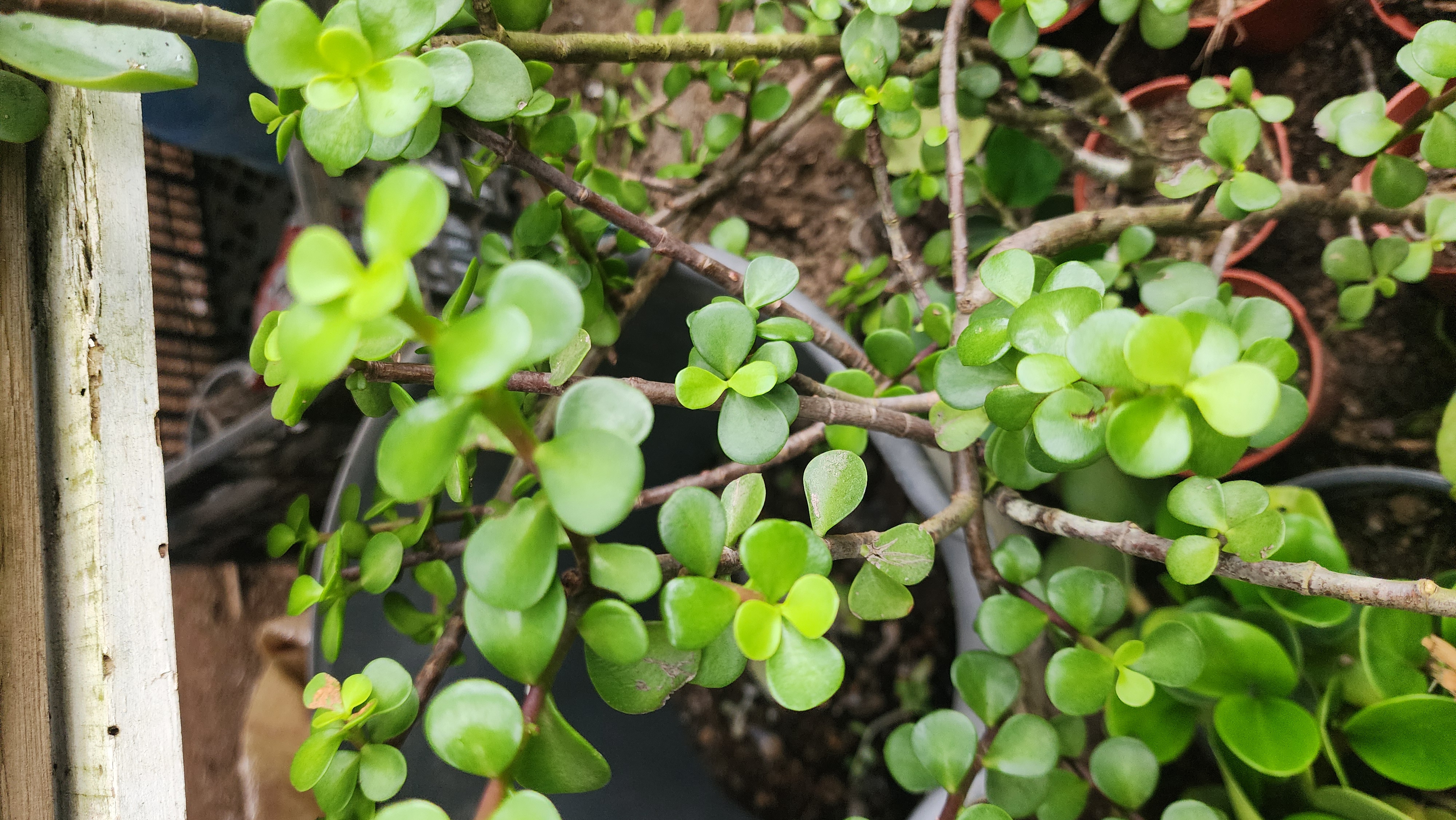 Portucaria Afra