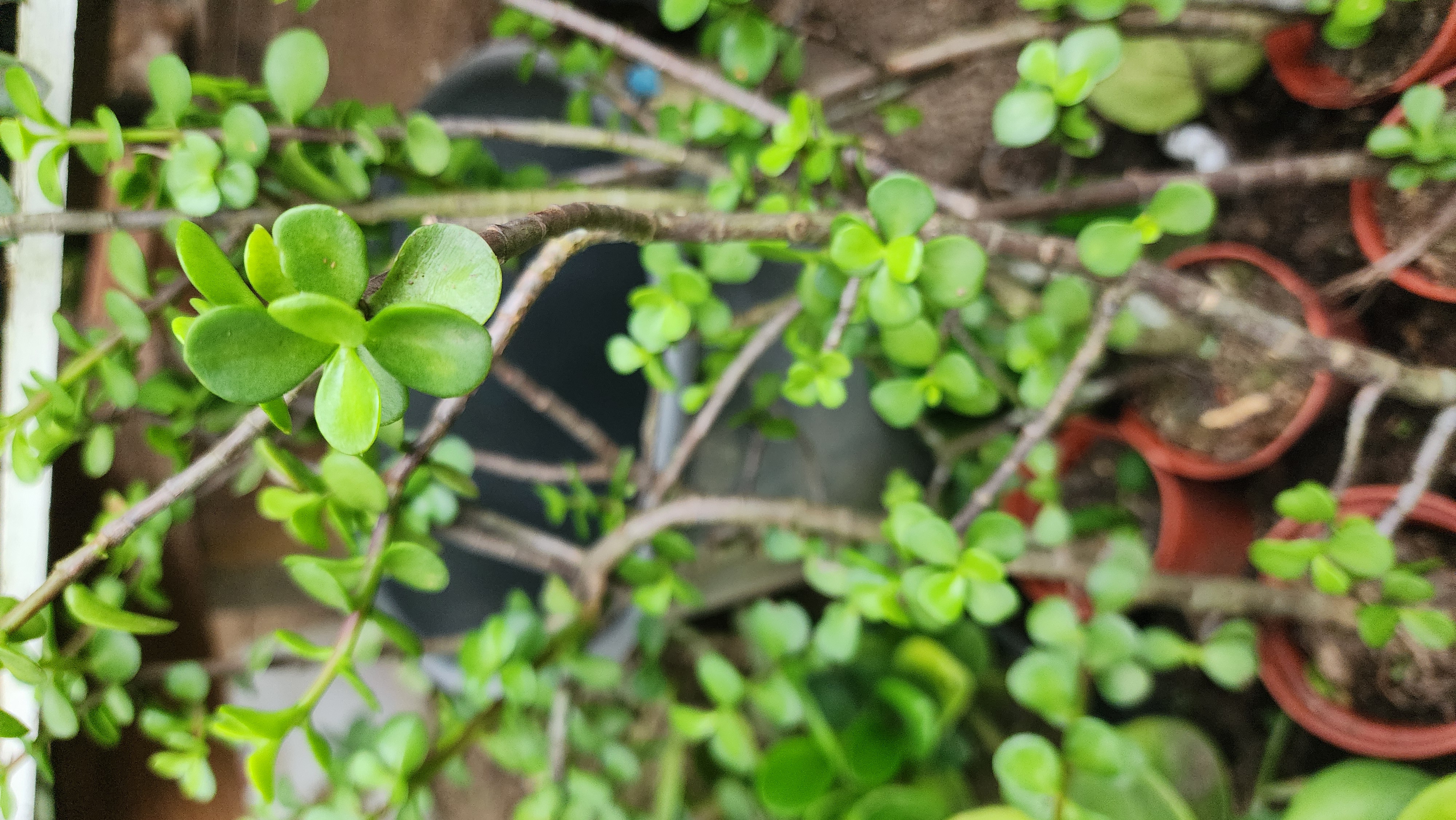 Portucaria Afra