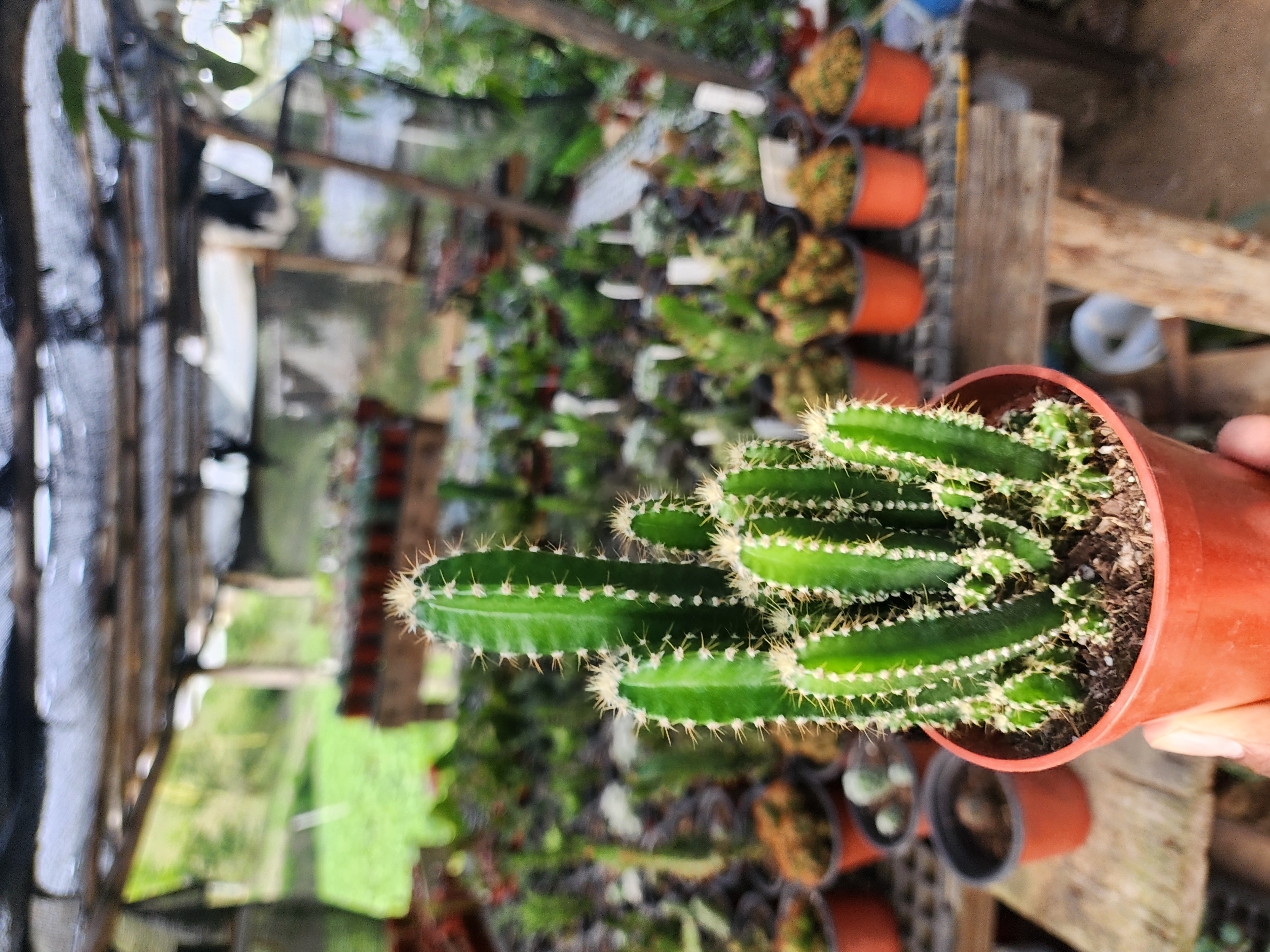 Cactus Castillo