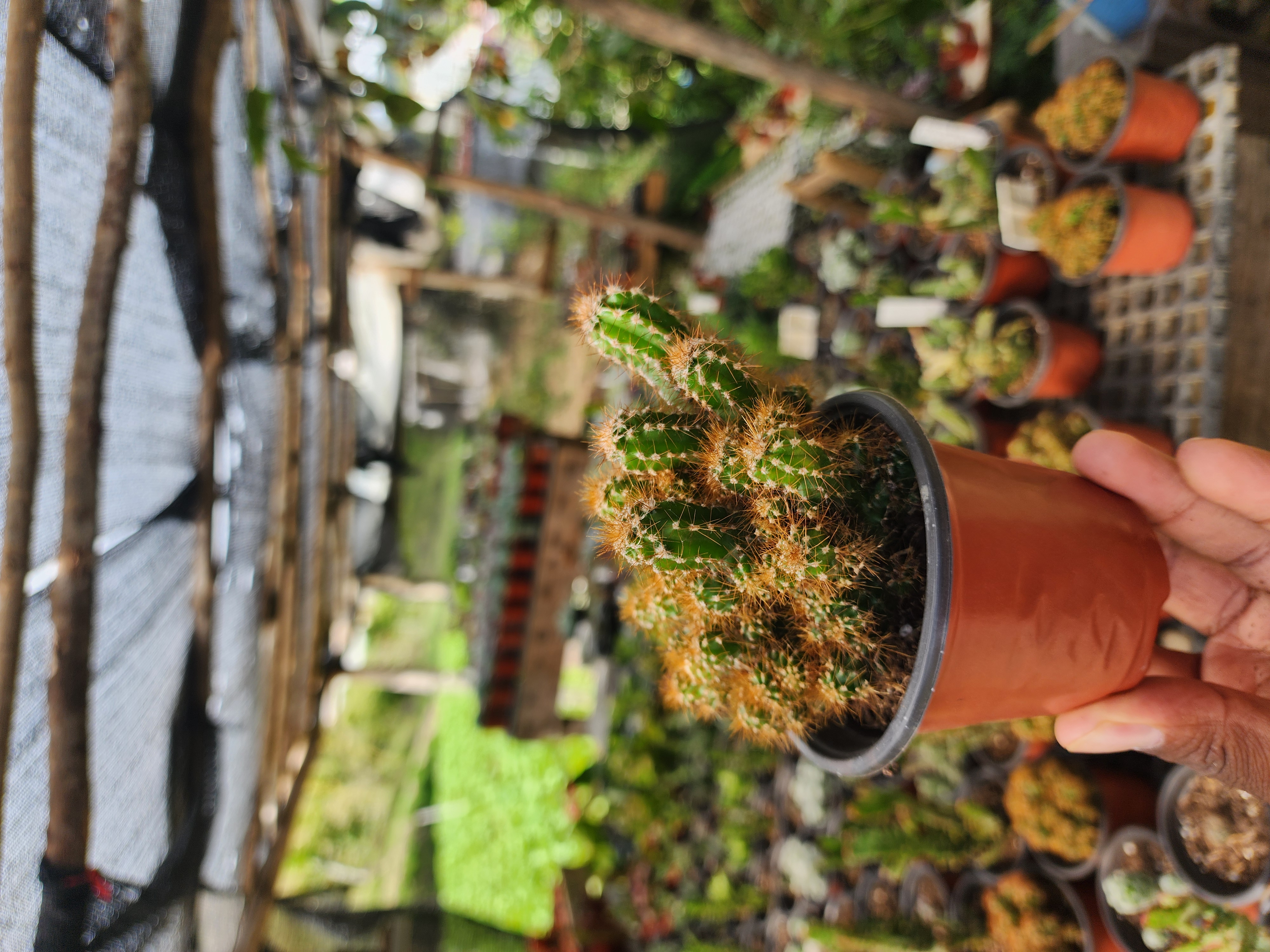 Cereus Perubianus Monstrosa