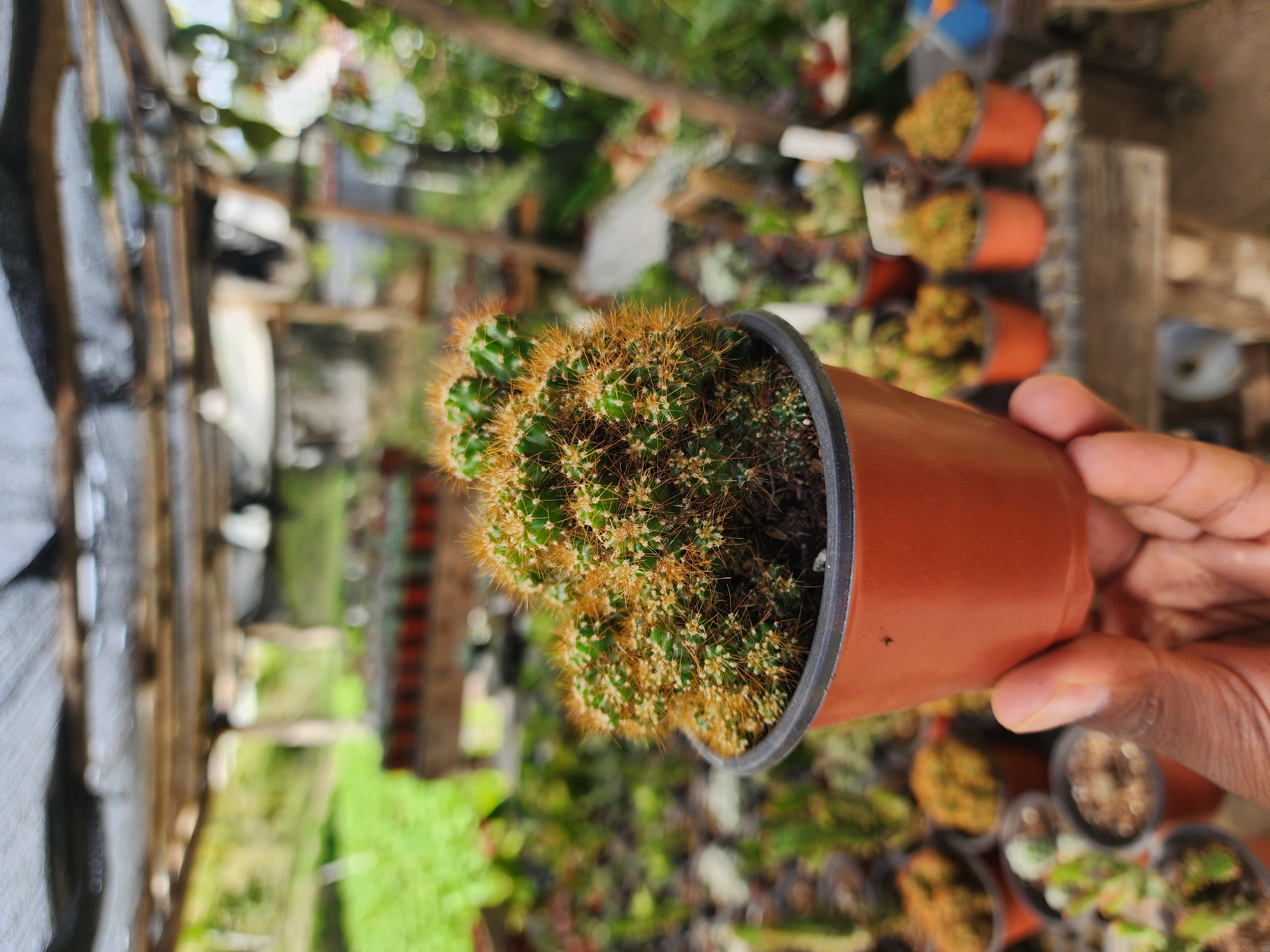 Cereus Perubianus Monstrosa