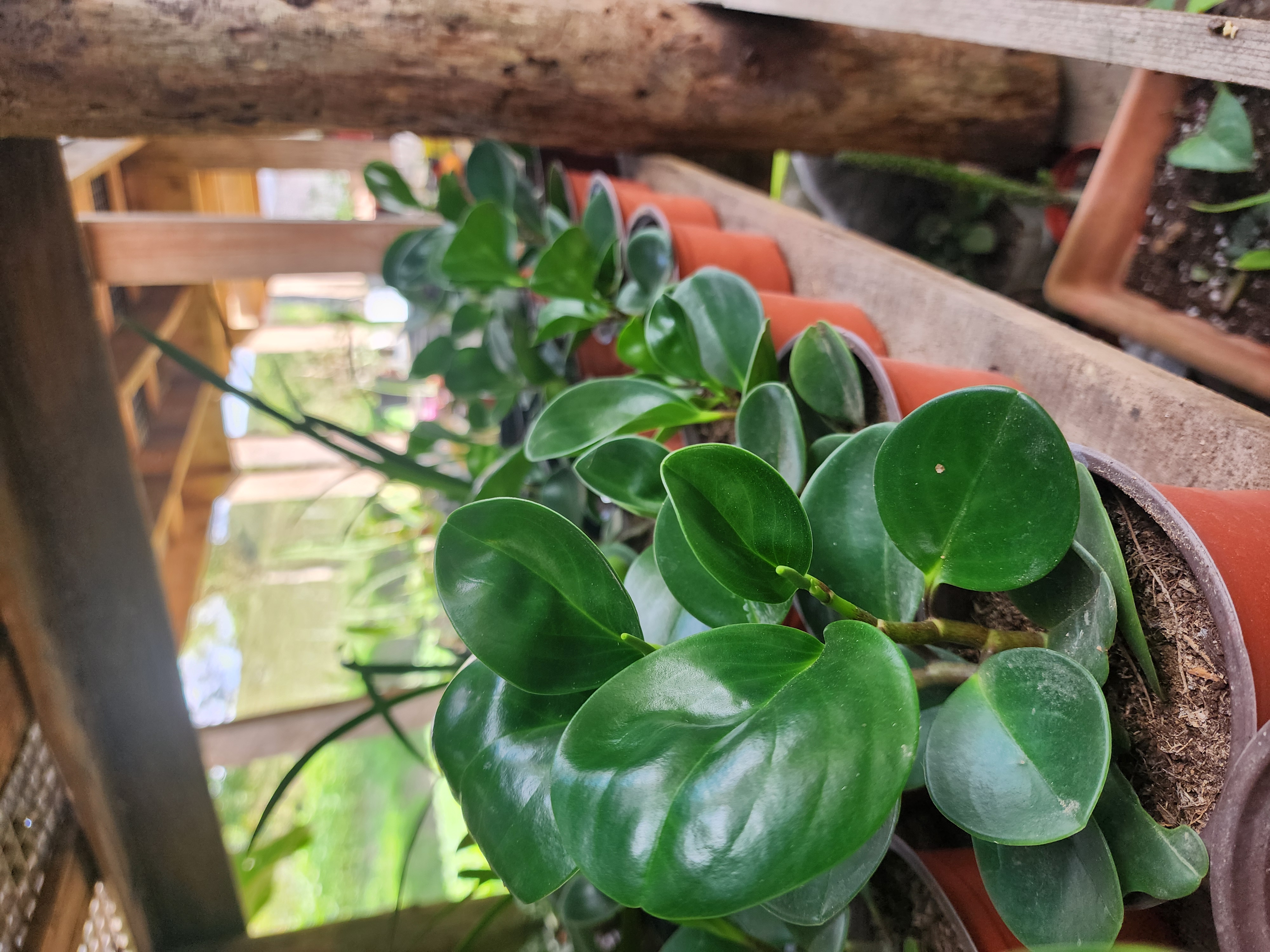 Peperomia Obtusifolia