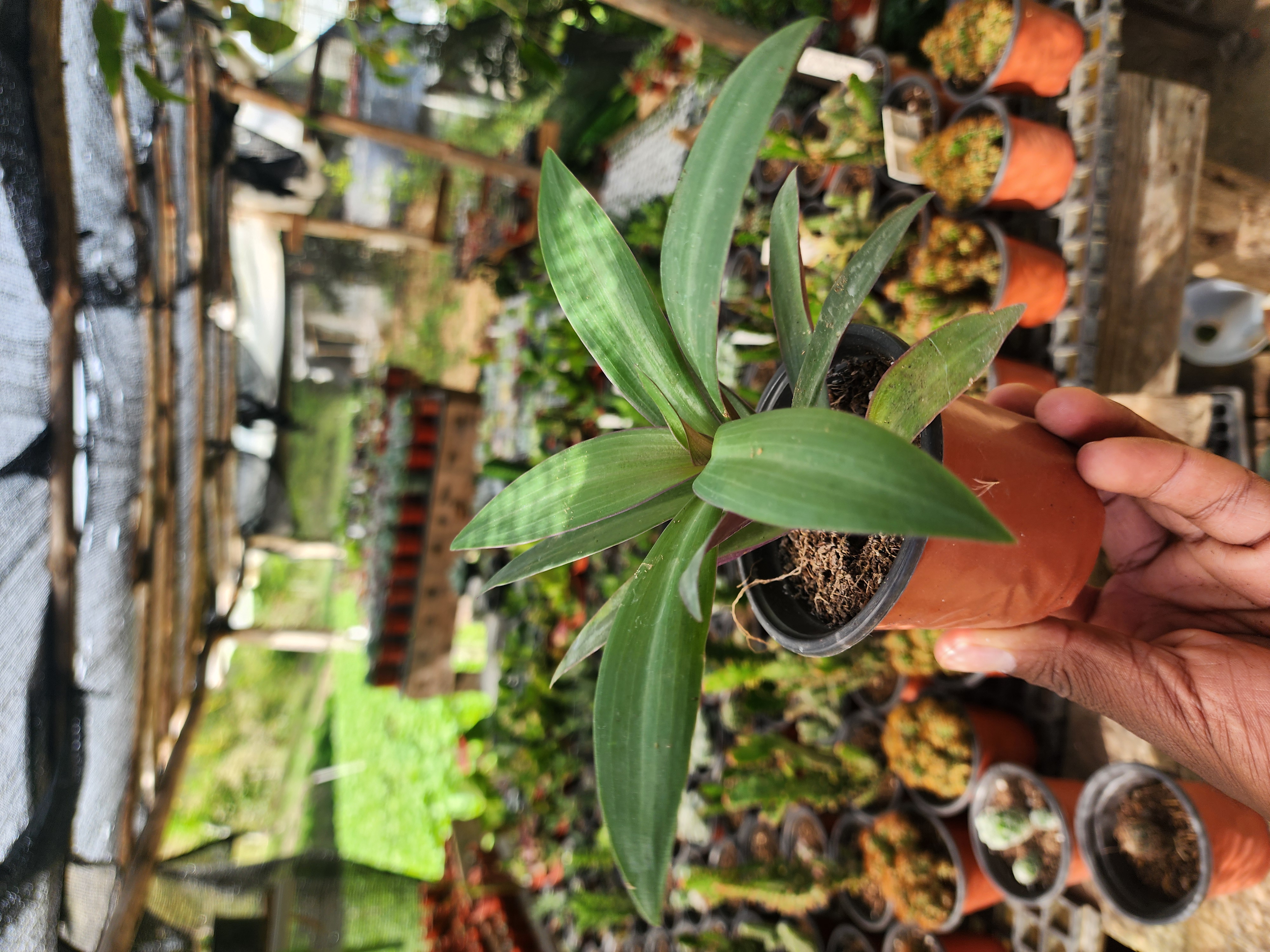 Tradescantia Spathacea (Maguey morado)