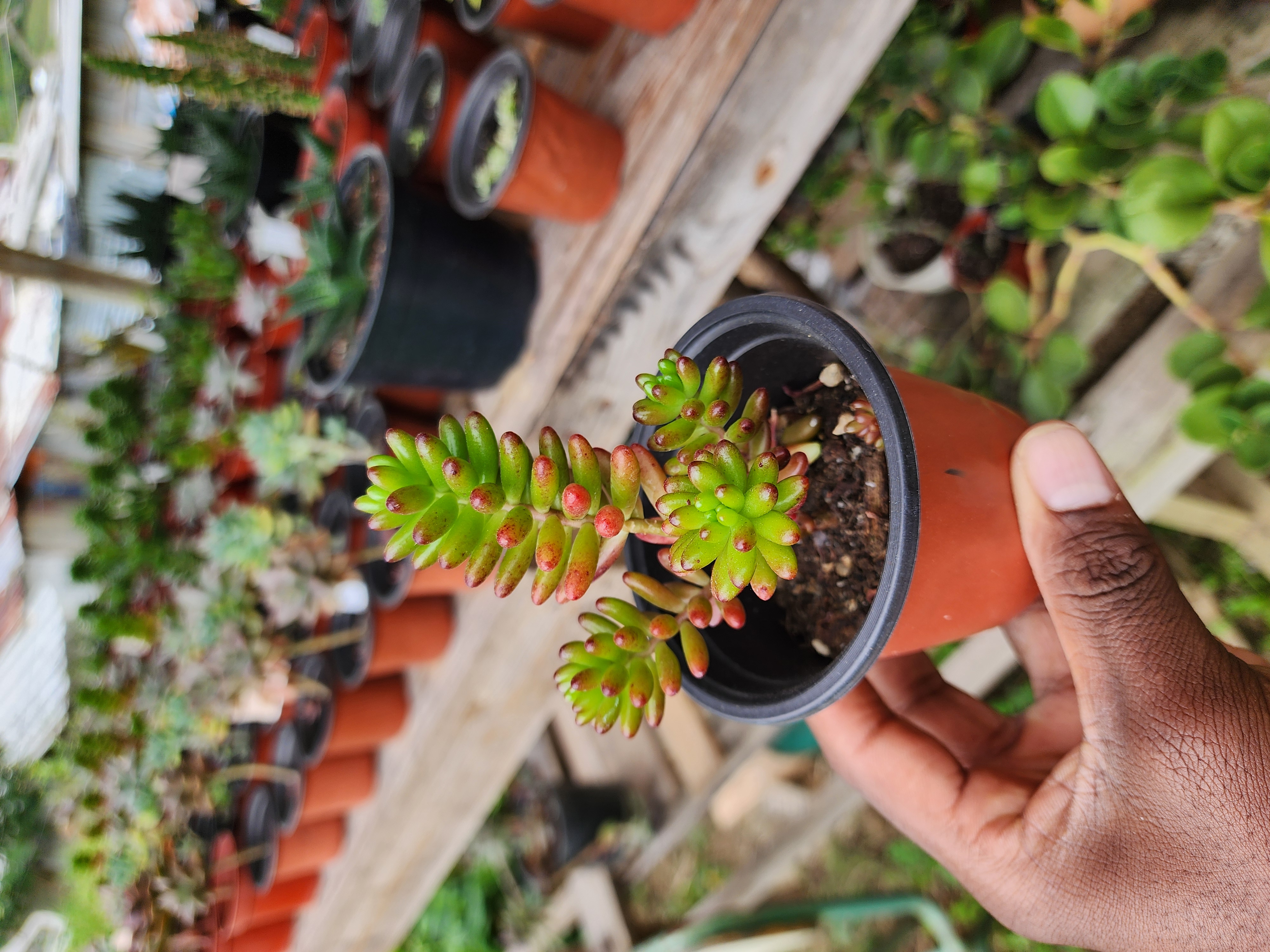 Sedum Rubrotinctum