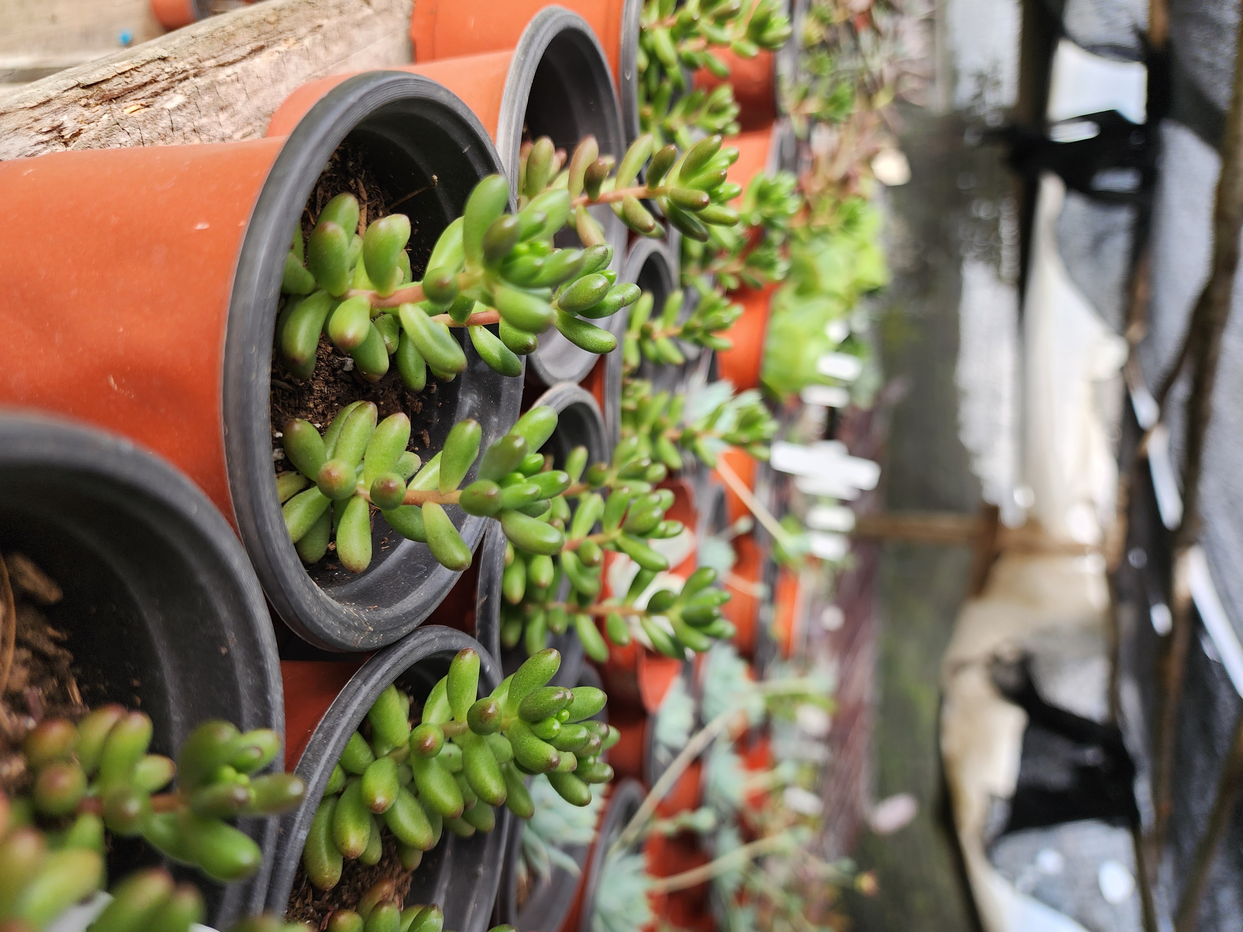 Sedum Rubrotinctum