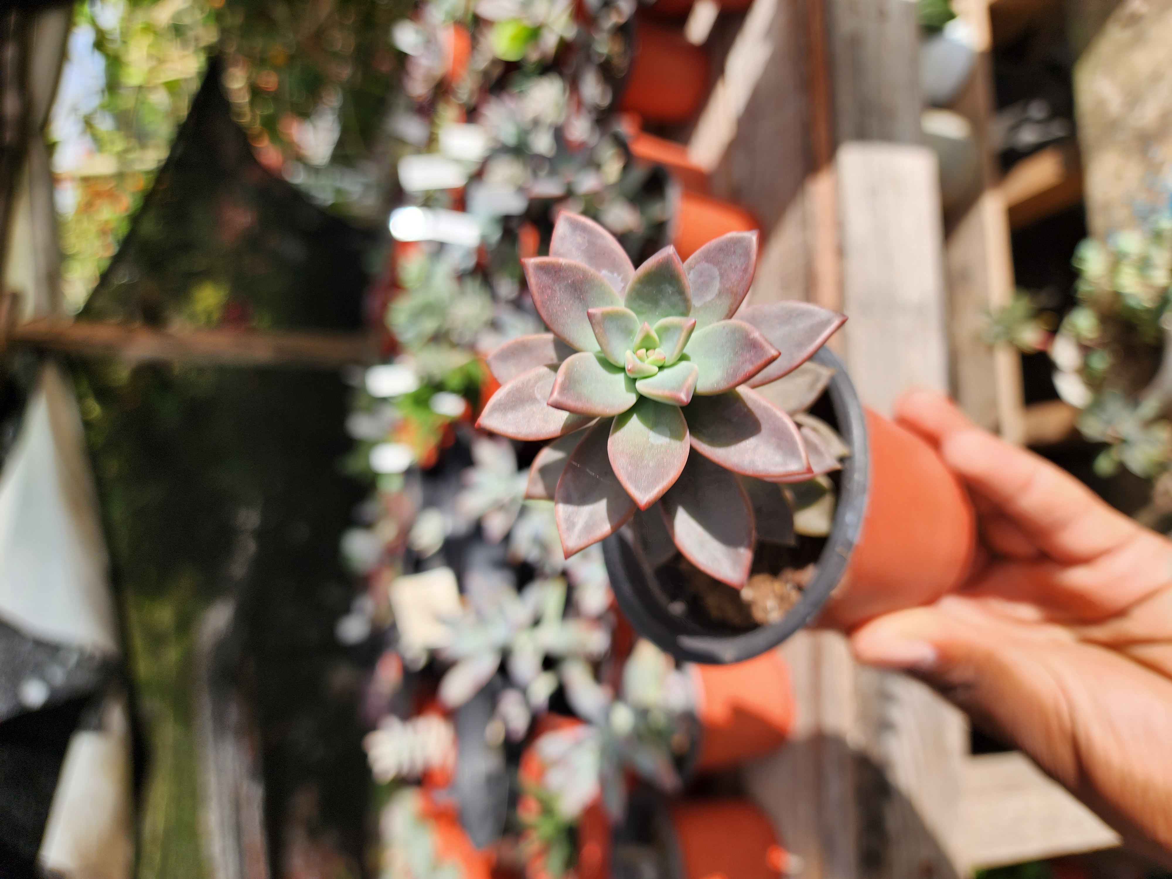 Graptosedum Bronze