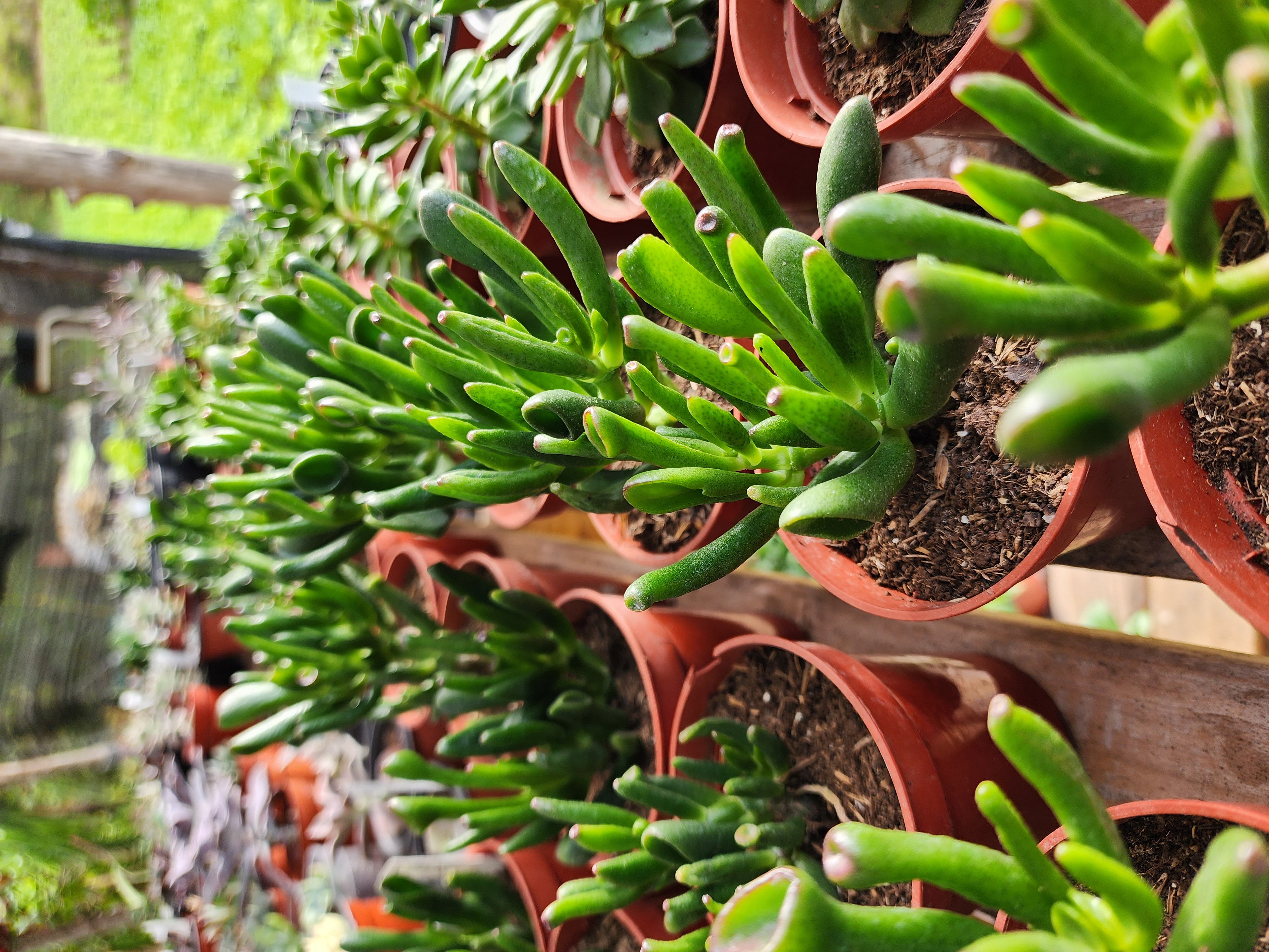 Crassula Obata Gollum (Oreja de Shrek)