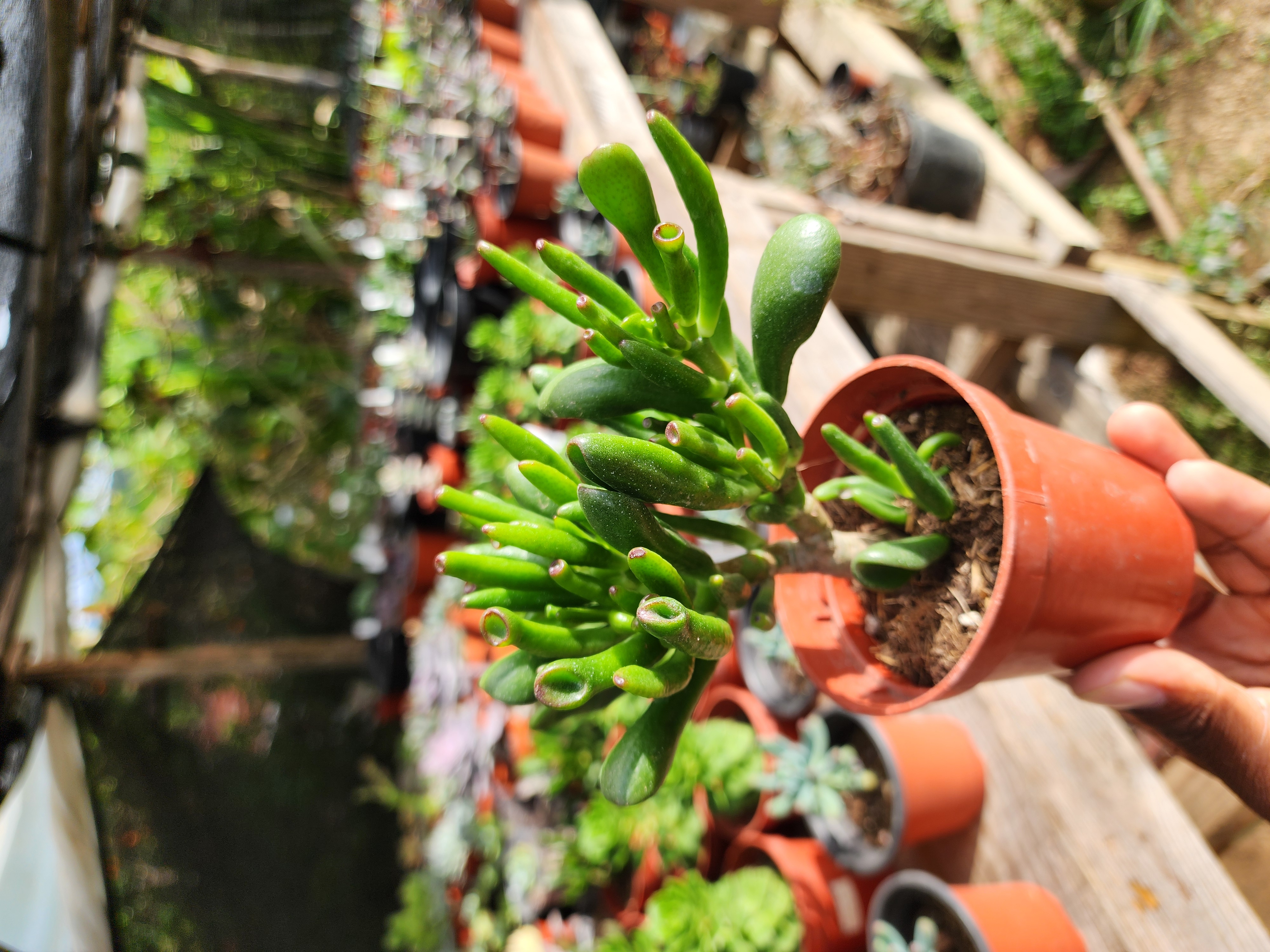 Crassula Obata Gollum (Oreja de Shrek)
