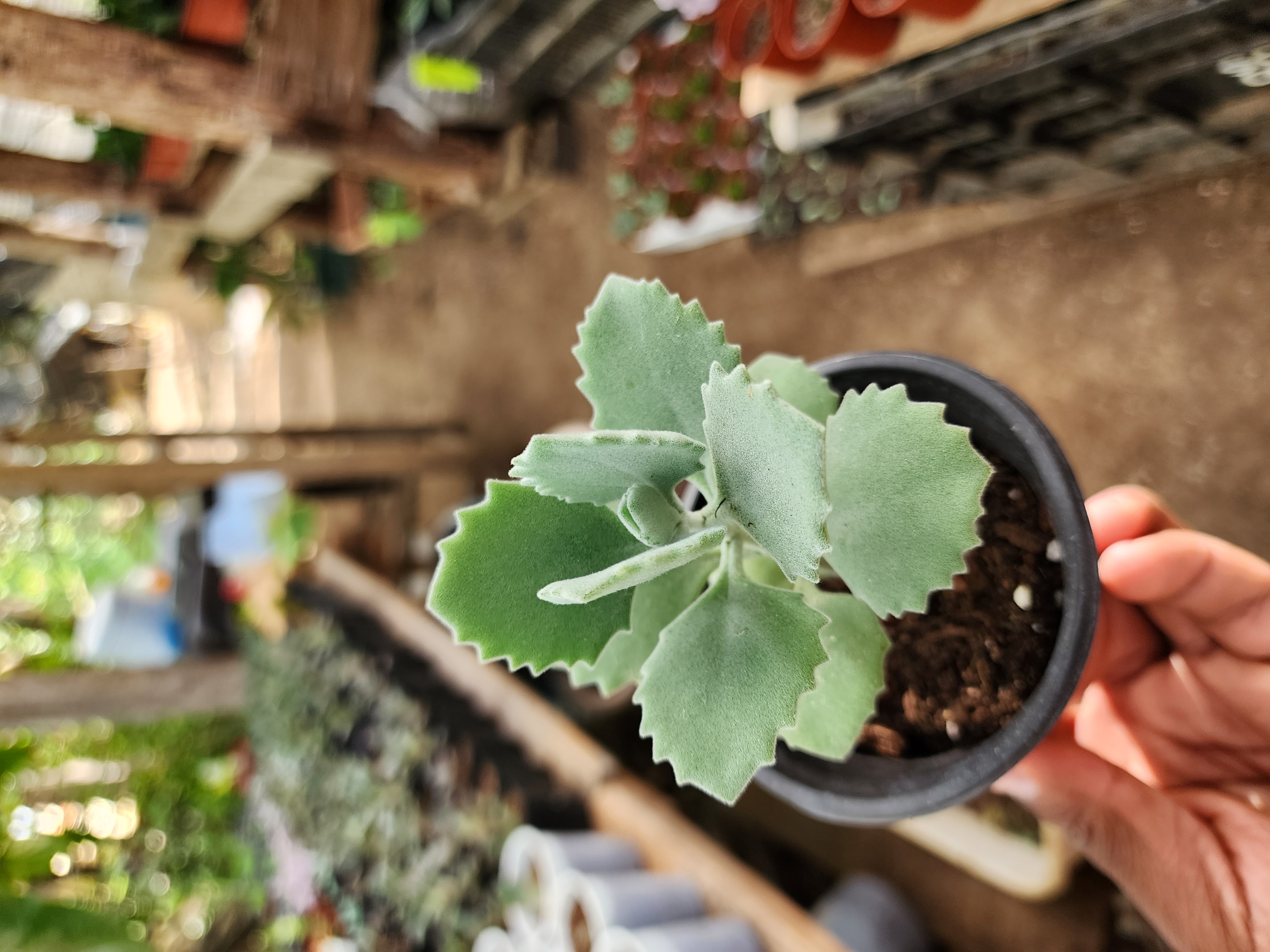 Kalanchoe Millotii