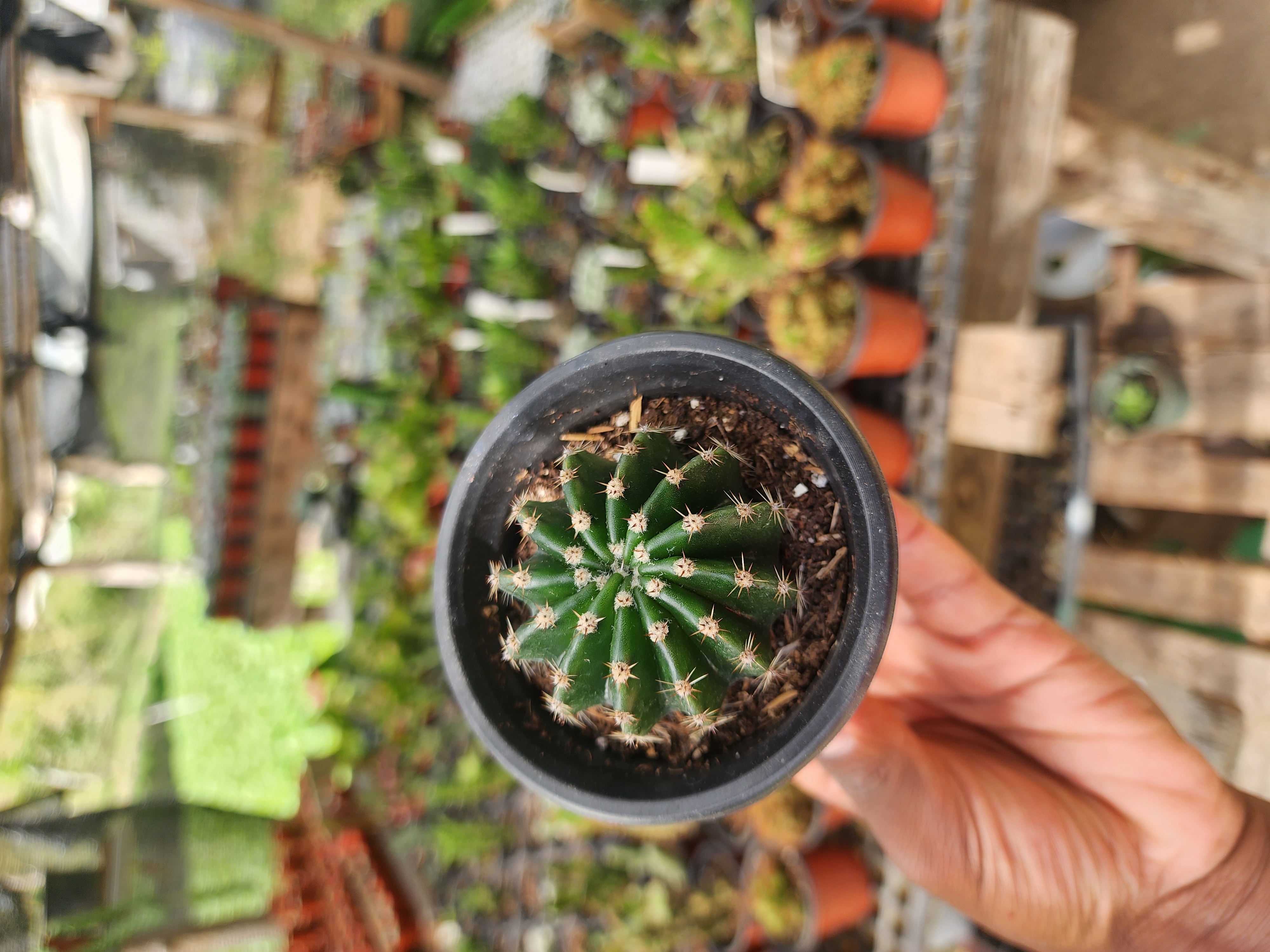 Echinopsis Tubiflora