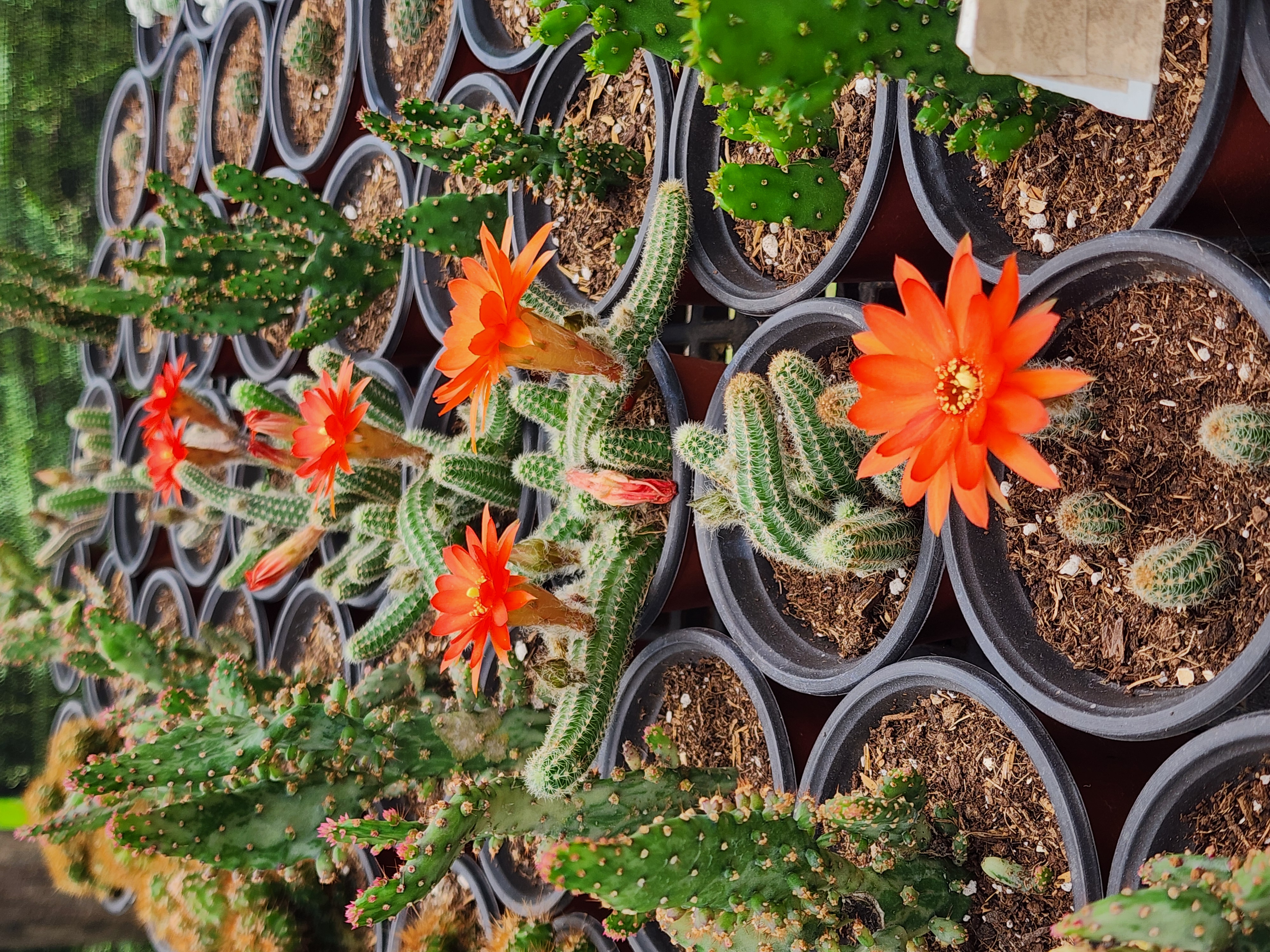 Echinopsis Chamaecereus (Cactus Cacahuate)