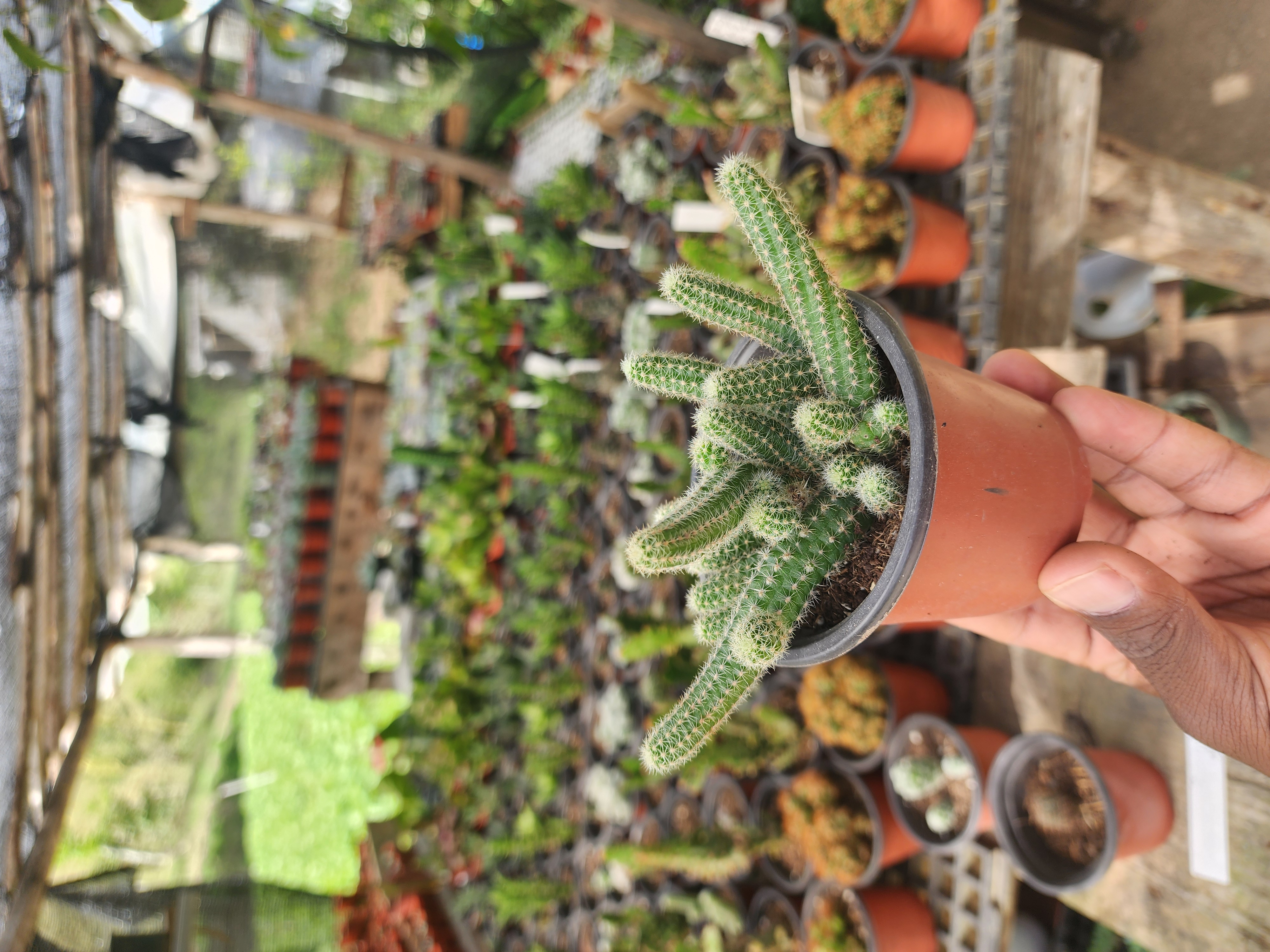 Echinopsis Chamaecereus (Cactus Cacahuate)