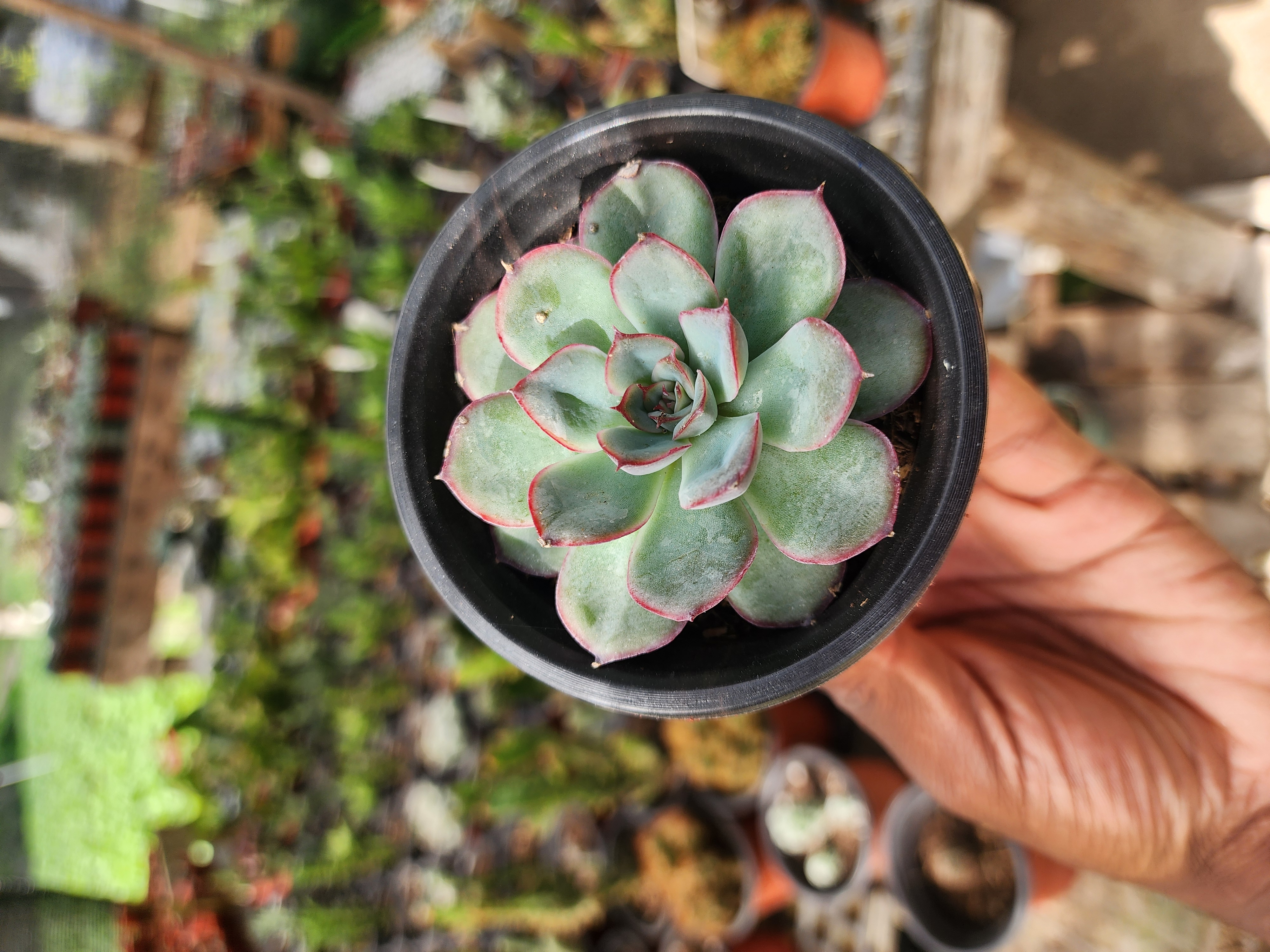 Echeveria Hércules