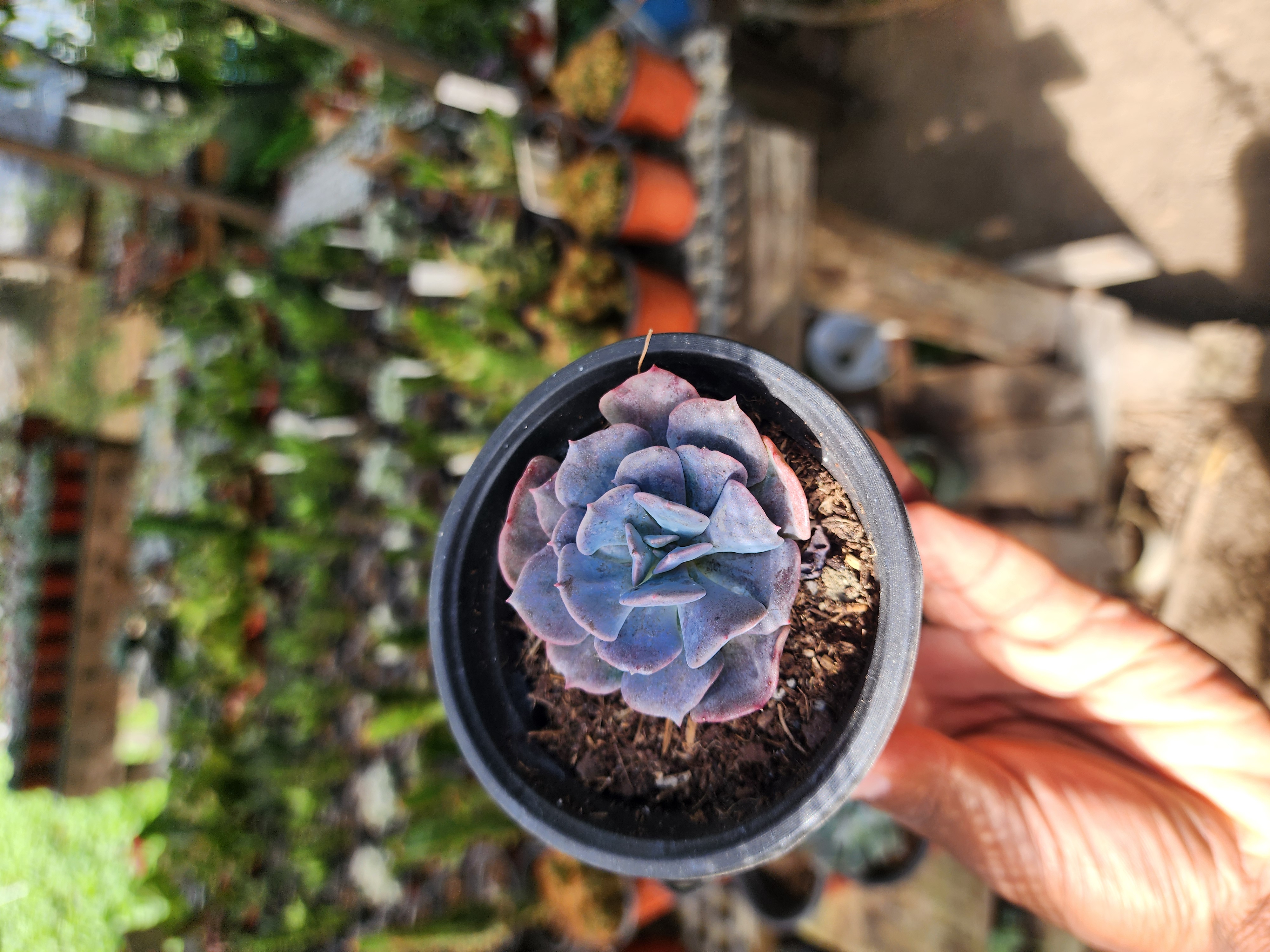 Echeveria  Cubic Frost
