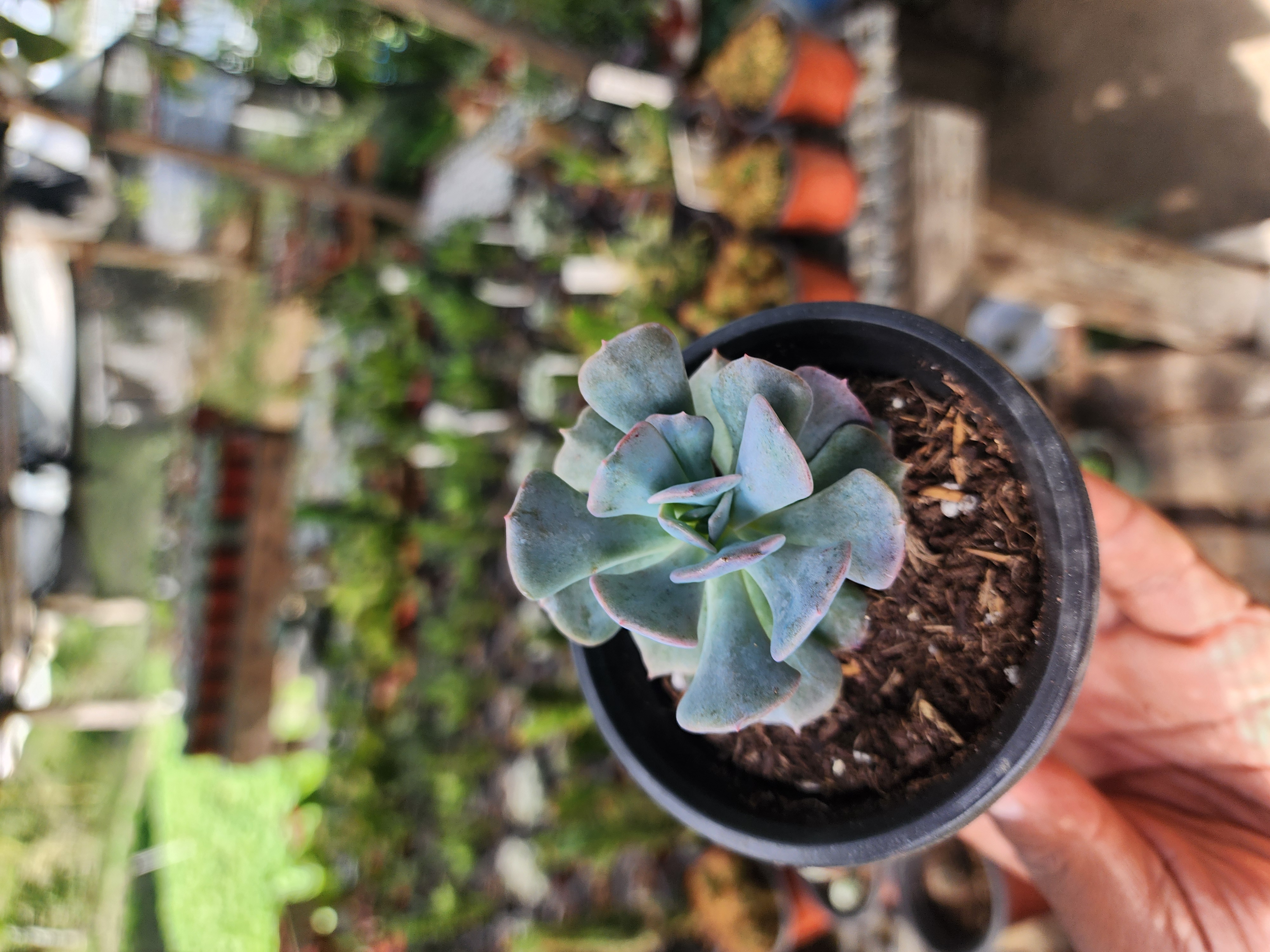 Echeveria  Cubic Frost