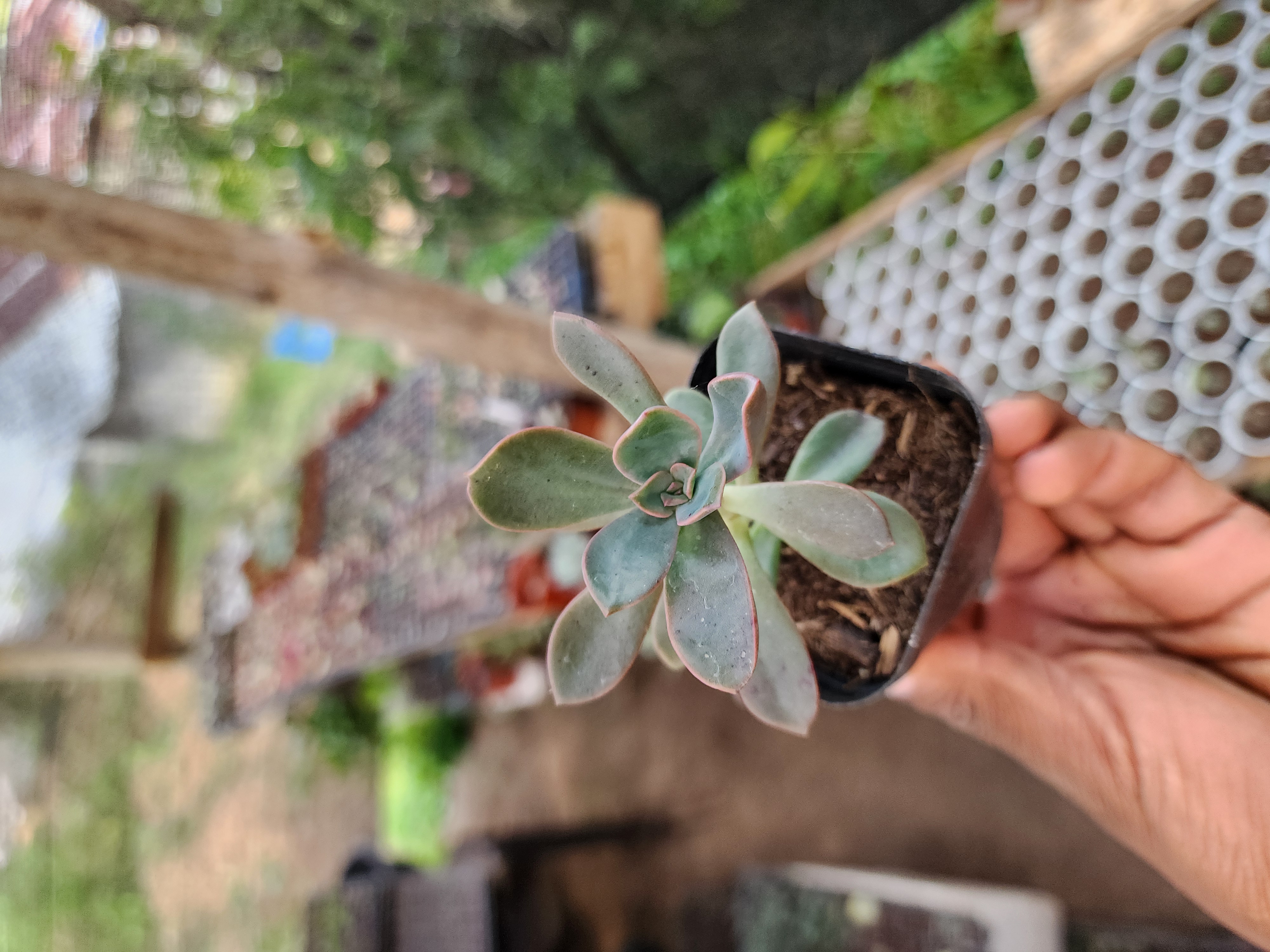 Graptoveria Fénix